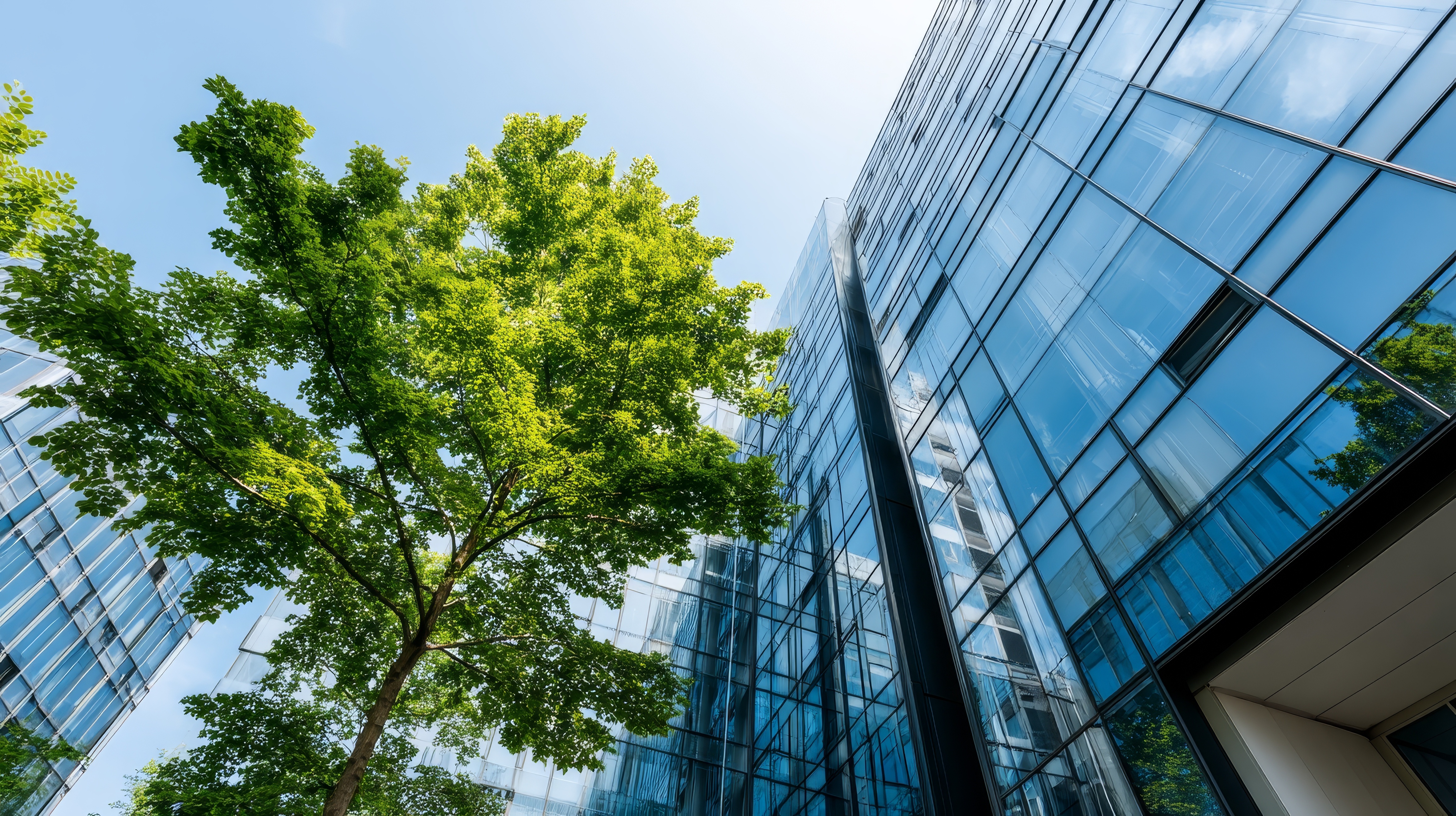 A green tree growing between modern glass office buildings